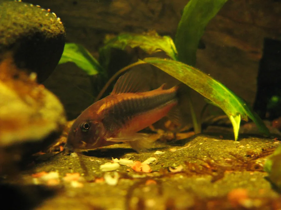A bronze corydoras (Corydoras aeneus) on sand, showing the metallic bronze-green flank and pale belly
