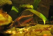 Bronze corydoras