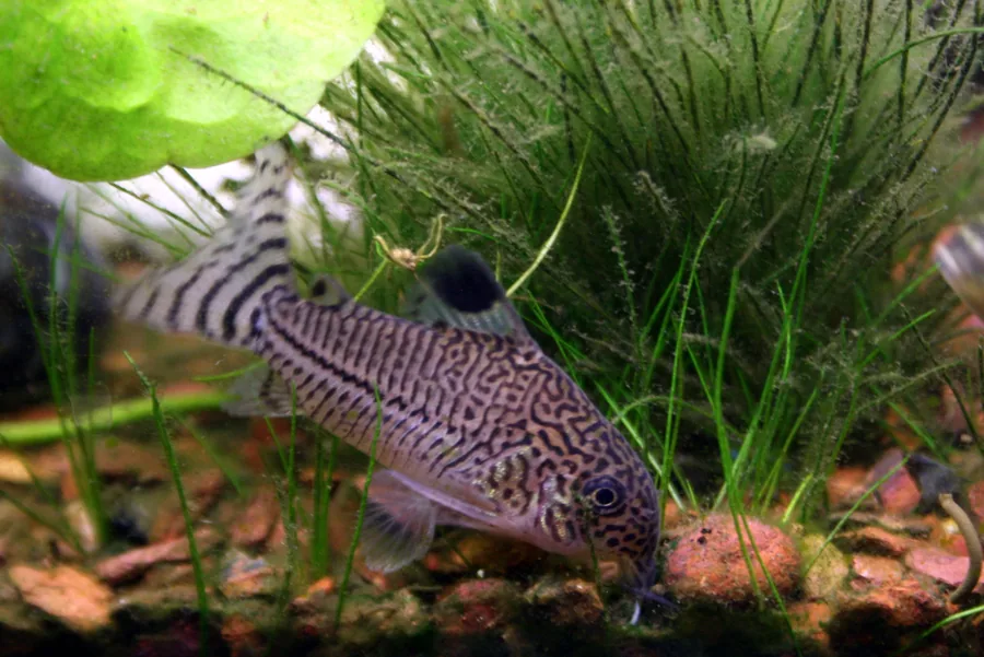 A julii corydoras (Corydoras julii) on sand, showing the finely spotted silver body and dark lateral stripe