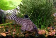 Julii corydoras