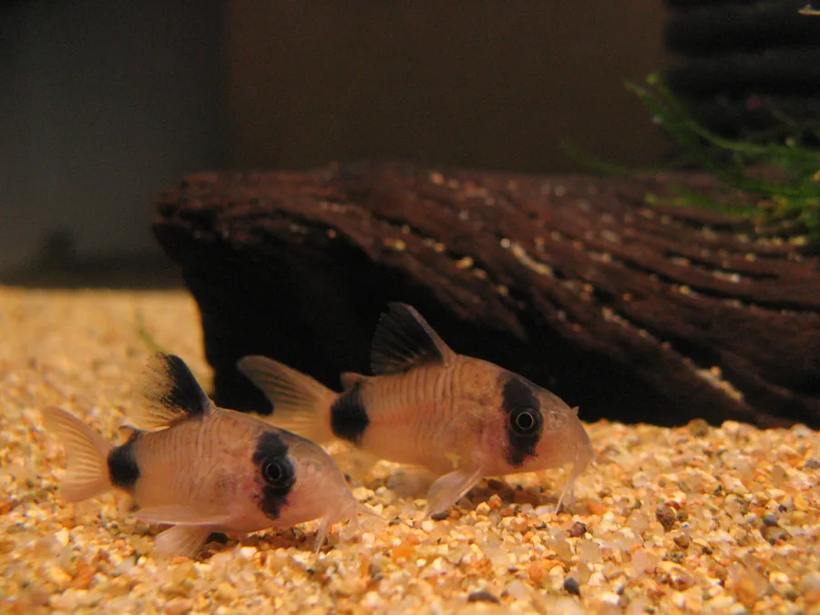 Two panda corydoras (Corydoras panda) foraging on sand, showing the black eye-mask, dorsal-fin patch and tail-base spot