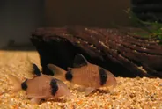 Panda corydoras