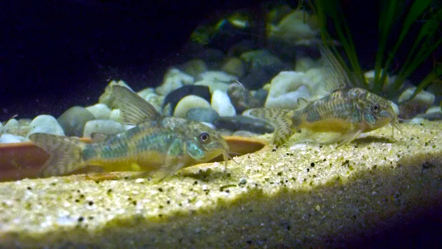 A peppered corydoras (Corydoras paleatus) on sand, showing the olive body with dark peppered mottling