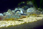 Peppered corydoras