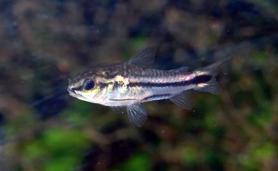 A pygmy corydoras (Corydoras pygmaeus) showing its dark lateral stripe and translucent silver body