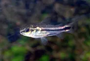 Pygmy corydoras