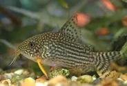 Sterbai corydoras